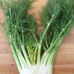 How To Use Fennel – From Bulb to Fronds